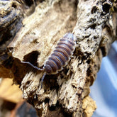 Porcellio Sp. Sevilla